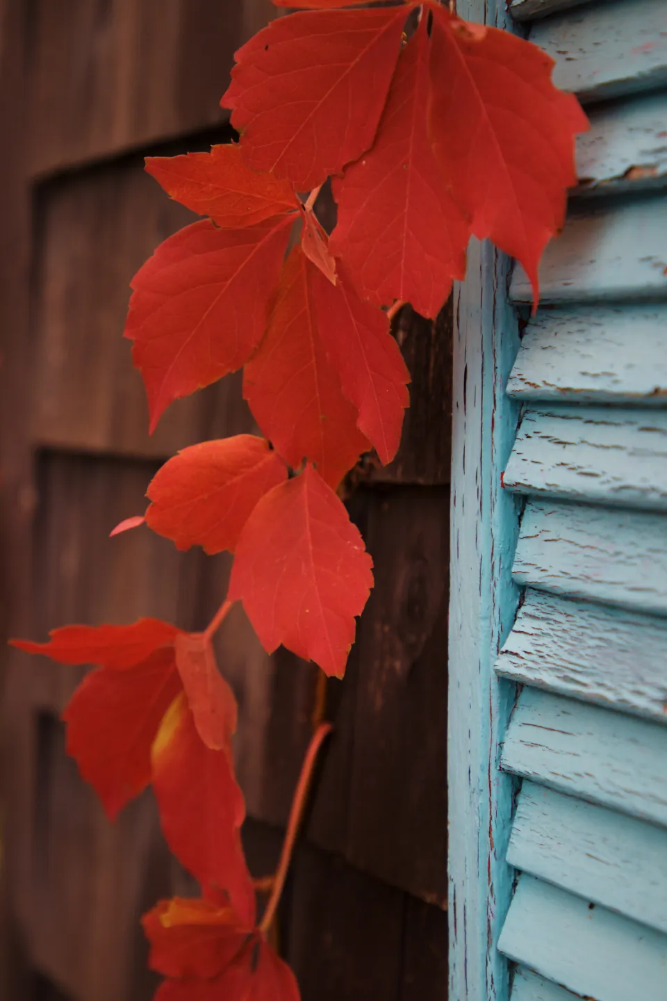 Blue lap siding beside red autumn leaves
